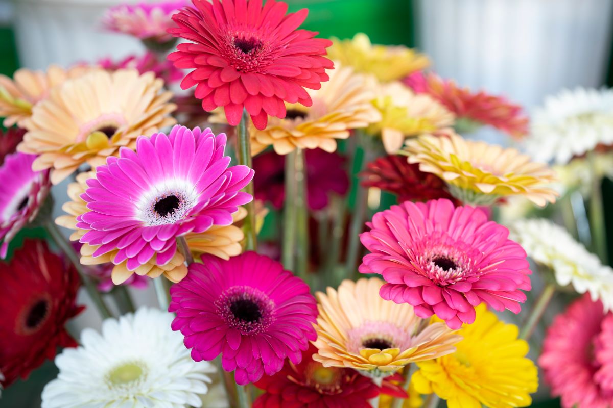 7 curiozități despre gerbera, floarea de care te vei îndrăgosti imediat