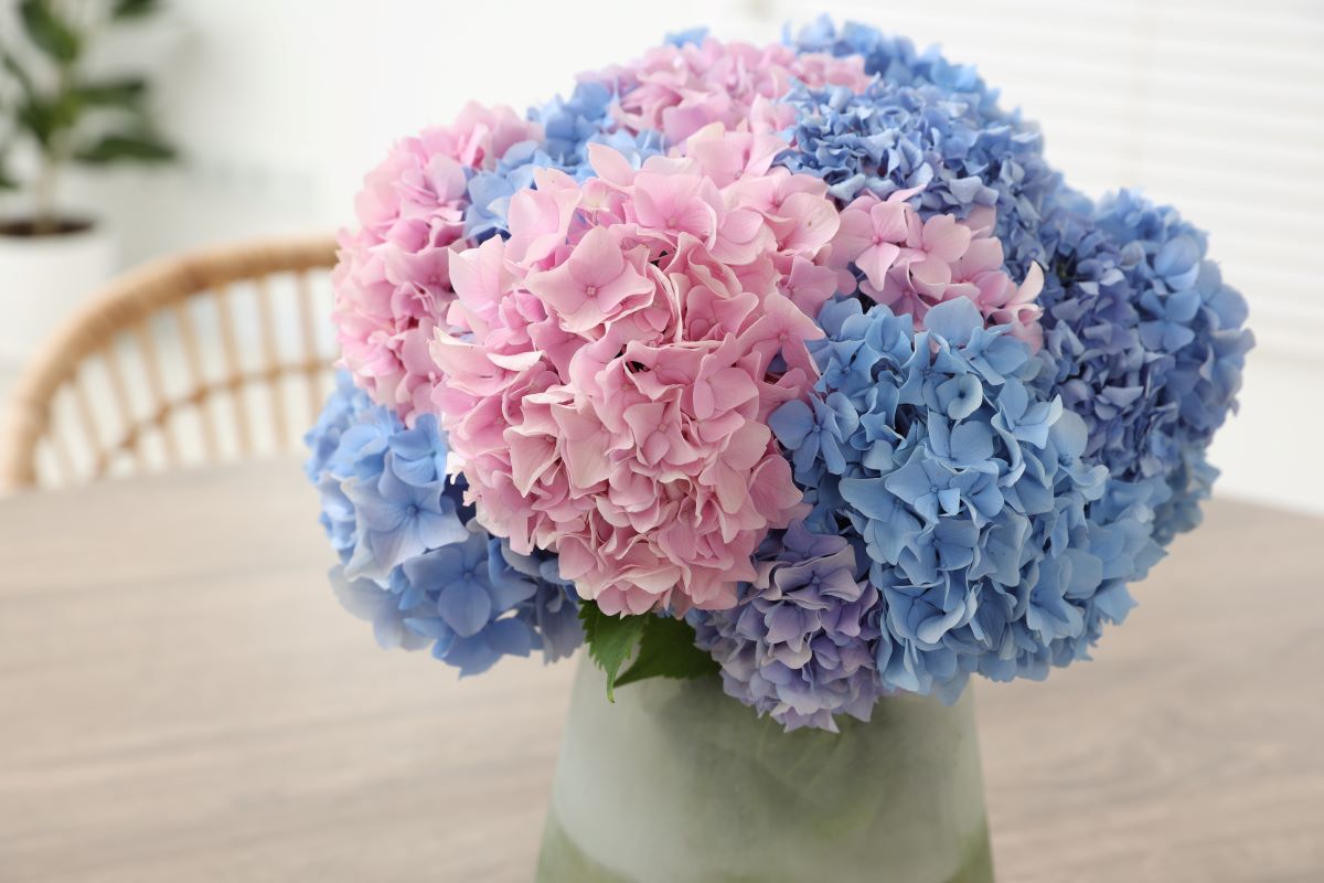 Cum îngrijești buchetele și aranjamentele cu hortensii pentru flori rezistente și viu colorate 