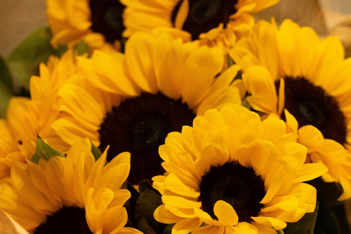 Curiozități despre floarea-soarelui și cum a ajuns să fie nelipsită în buchete de flori de vară