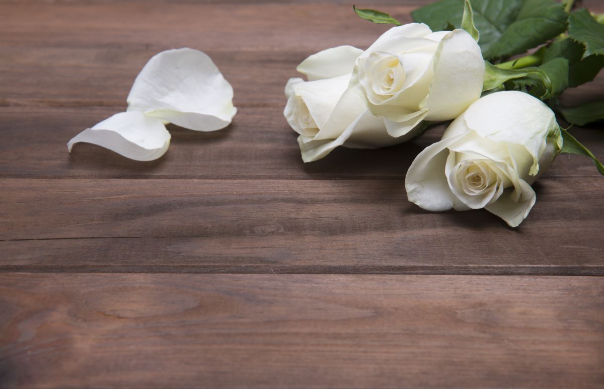 Semnificatia trandafirilor albi. Ce mesaj transmiti atunci cand ii daruiesti