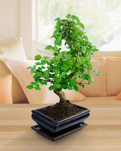 1520841792bonsai_de_interior_465_580