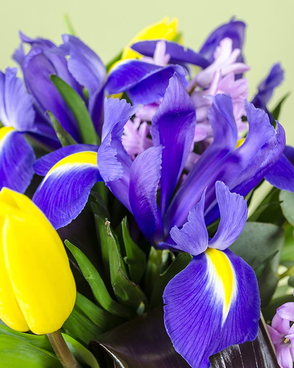 Bouquet with irises, tulips and hyacinth