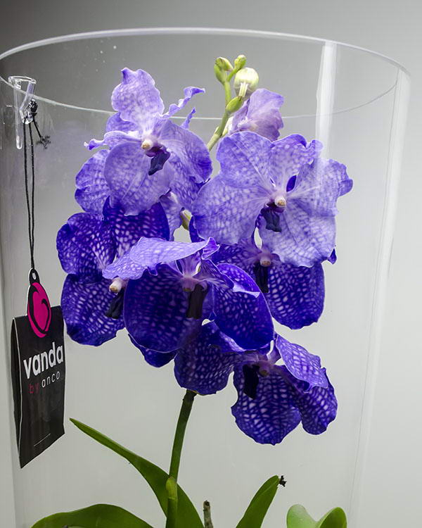 Purple Vanda orchid