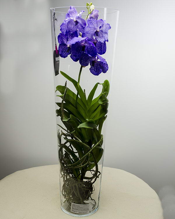 Purple Vanda orchid