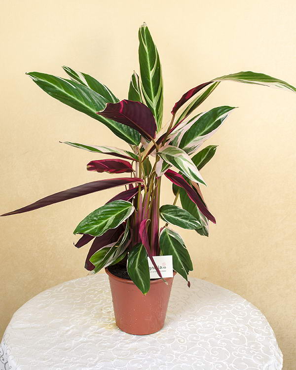 Calathea Stromanthe plant