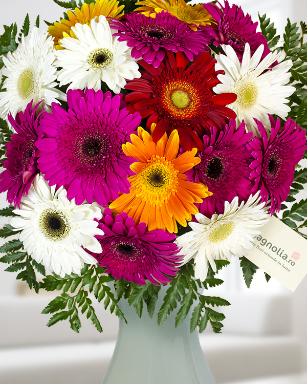 Buchet gerbera multicolora