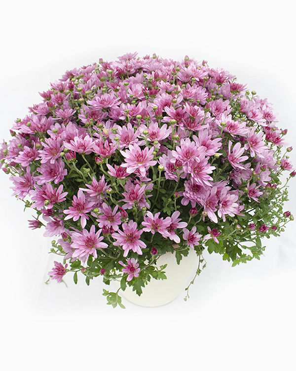 Chrysanthemums in a pot