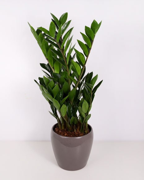 Zamioculcas Plant