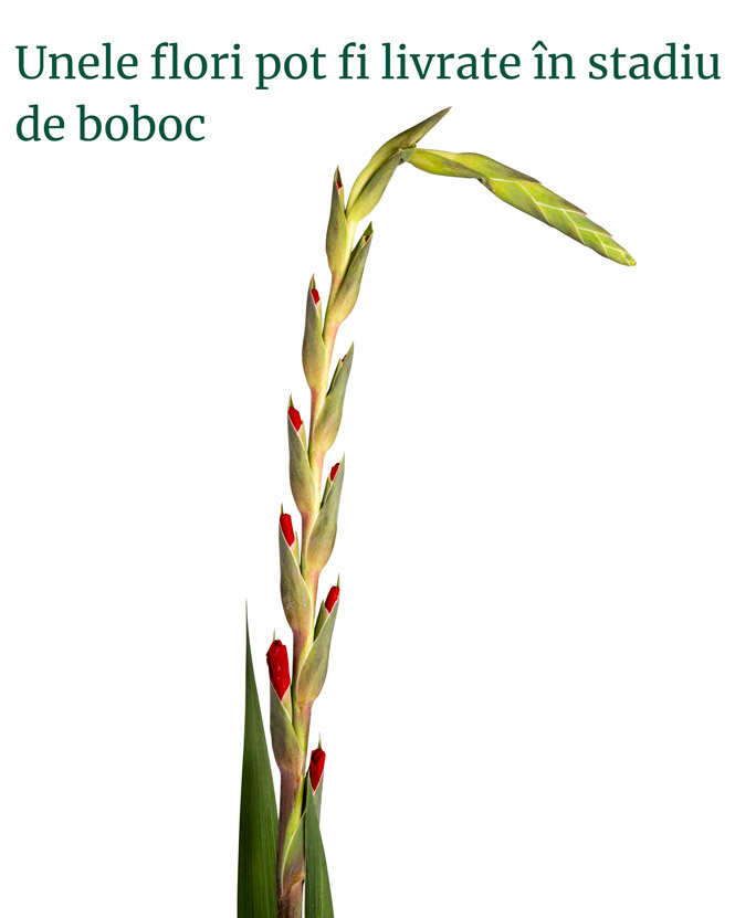 Buchet gladiole și trandafiri roșii