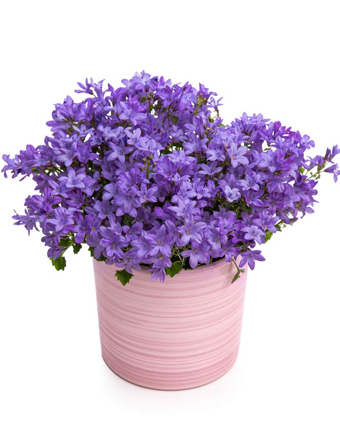 Campanula Plant in ceramic pot