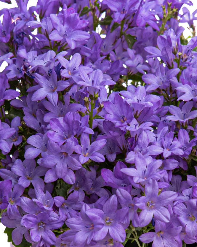 Campanula Plant in ceramic pot