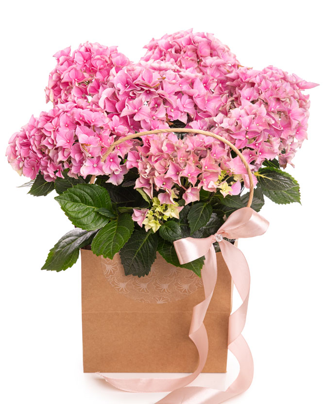 Pink hydrangea in gift bag