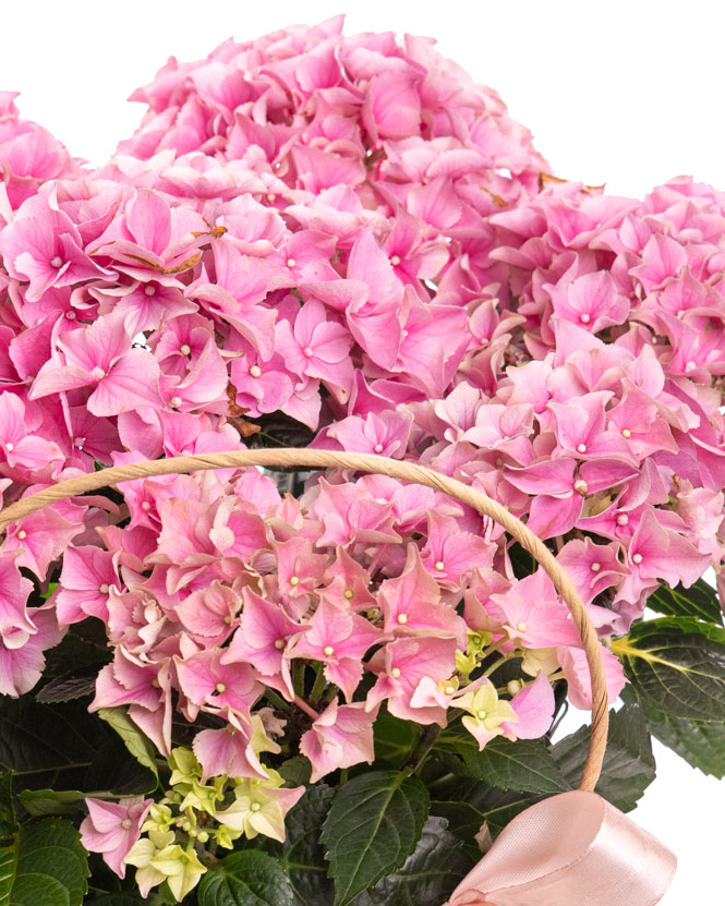 Pink hydrangea in gift bag