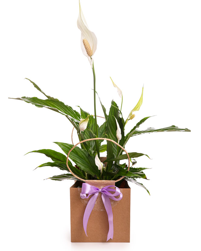 Peace Lily (Spathiphyllum) in gift bag