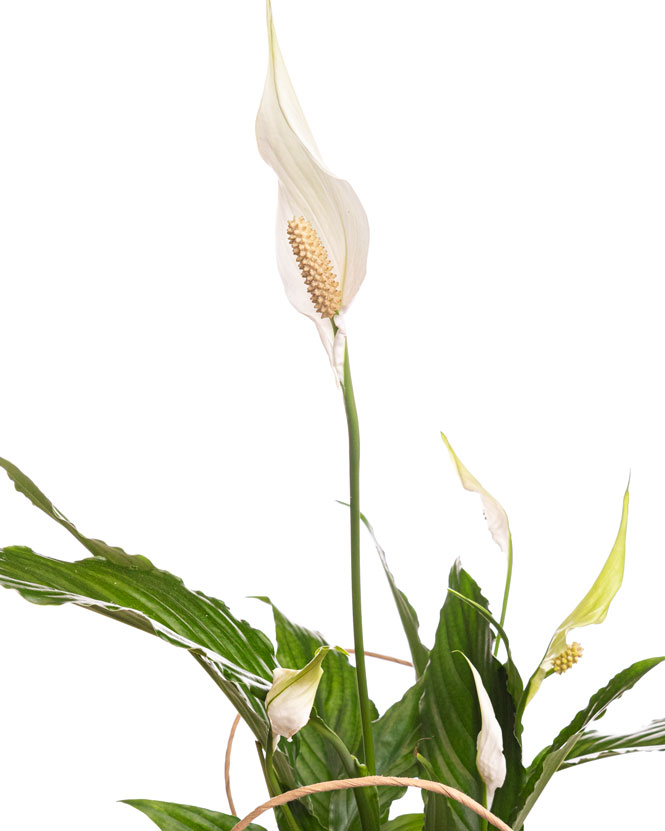 Peace Lily (Spathiphyllum) in gift bag