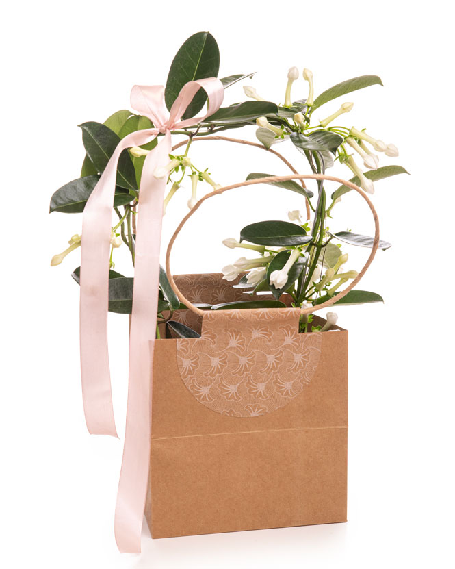 Madagascar Jasmine (Stephanotis) in gift bag