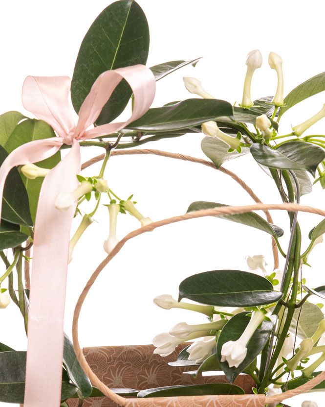 Madagascar Jasmine (Stephanotis) in gift bag