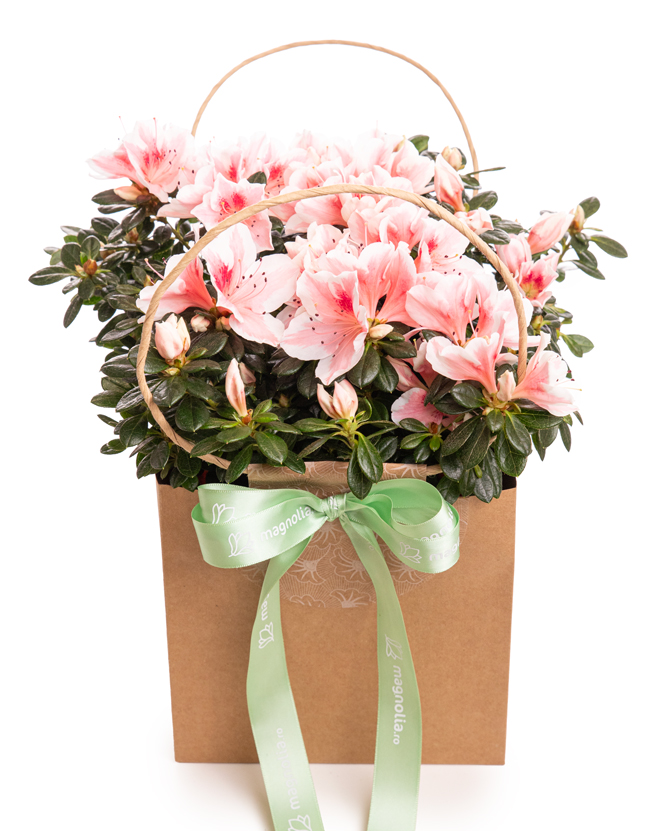 Azalee (Rhododendron) in gift bag