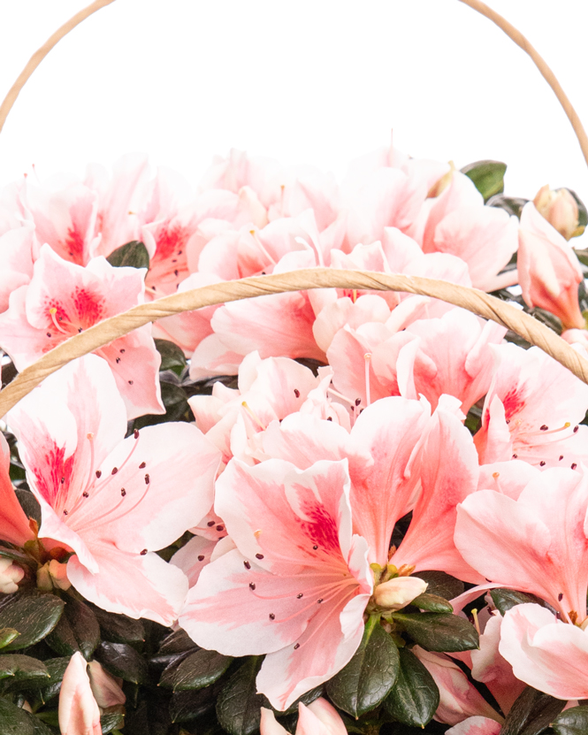 Azalee (Rhododendron) in gift bag