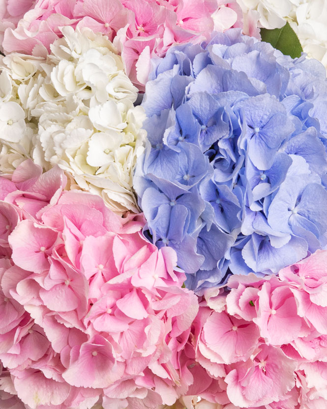 Colorful hydrangea bouquet