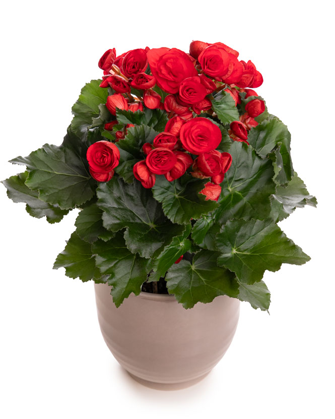 Red begonia in a decorative pot