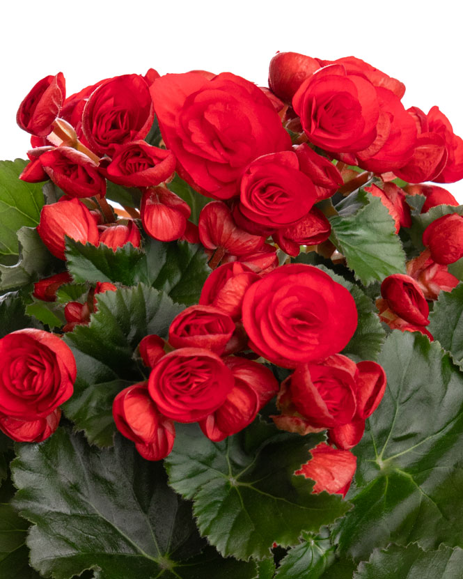 Red begonia in a decorative pot