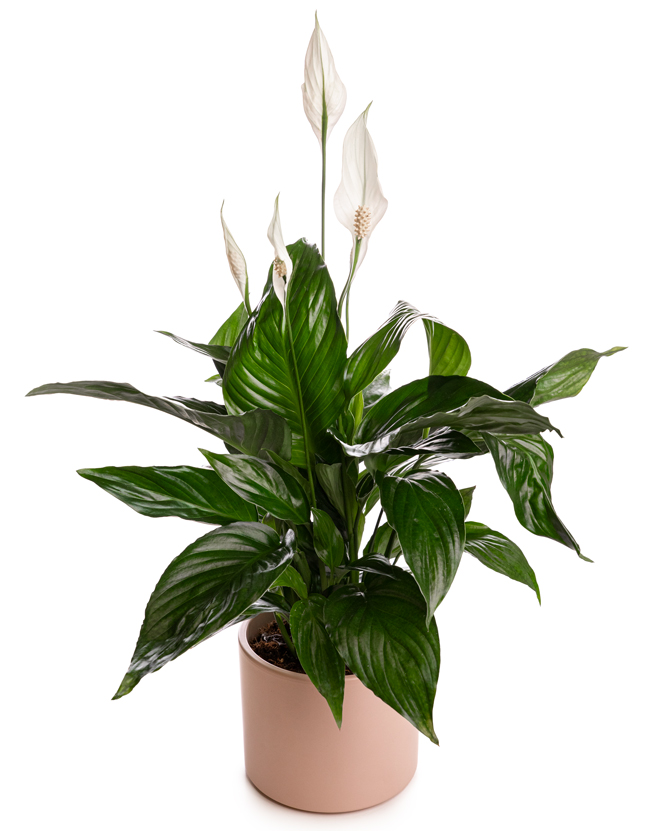 Spathyphyllum plant with decorative pot