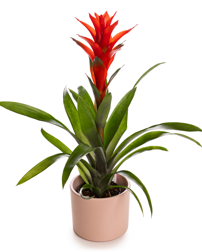 Guzmania, an indoor plant