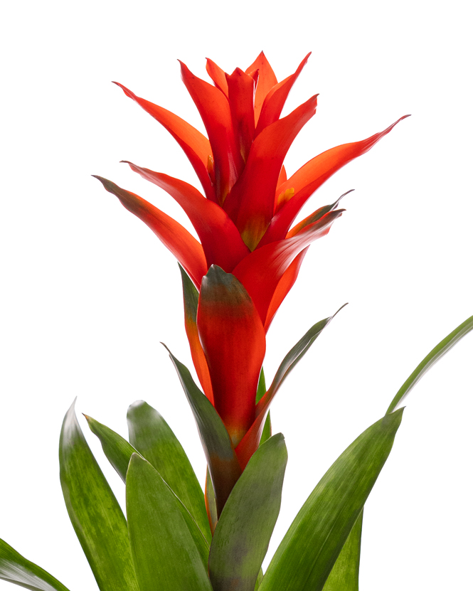 Guzmania, an indoor plant