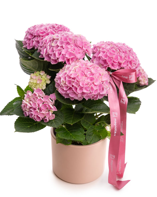 Pink hydrangea in ceramic pot