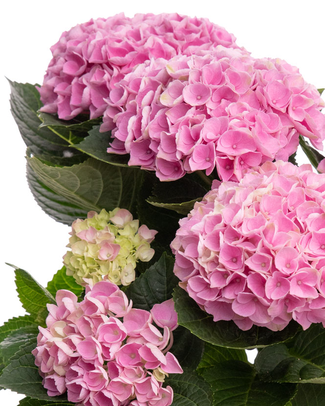 Pink hydrangea in ceramic pot