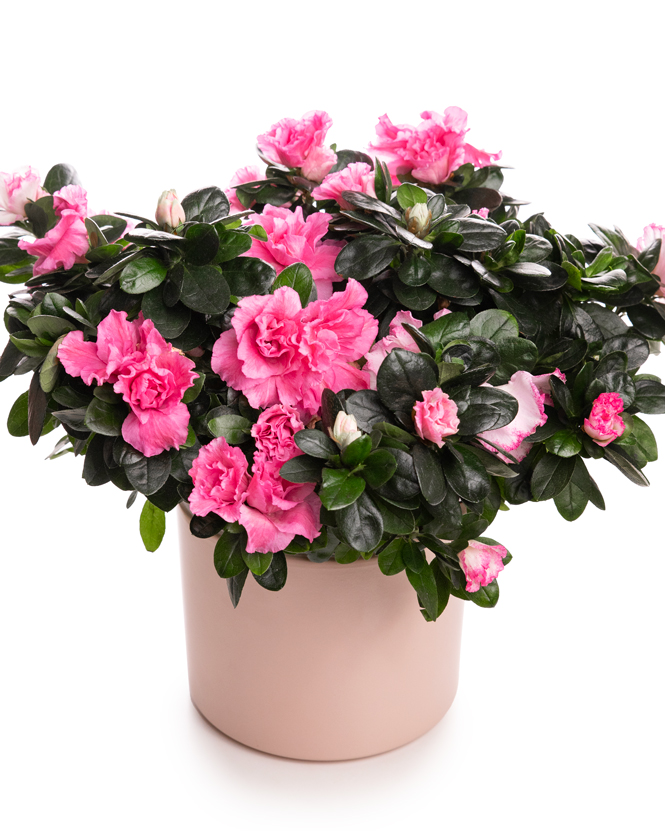 Azalea (Rhododendron) in a ceramic pot