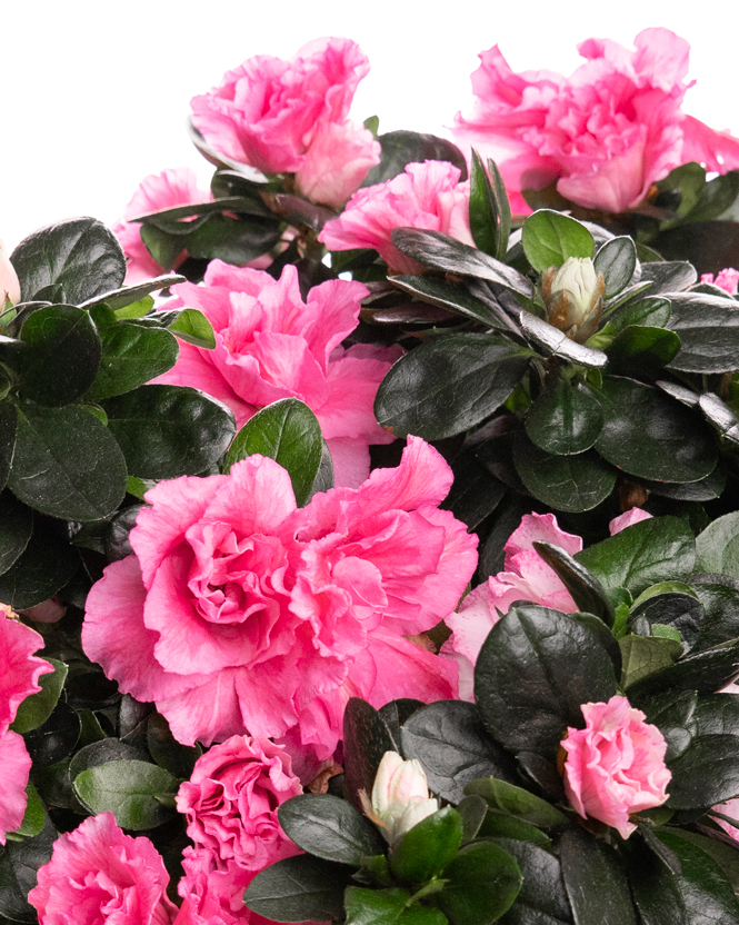 Azalea (Rhododendron) in a ceramic pot