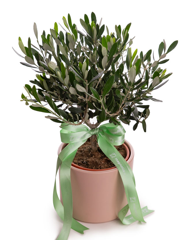 Olive tree (Olea) in a ceramic pot