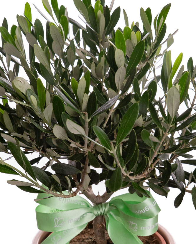 Olive tree (Olea) in a ceramic pot