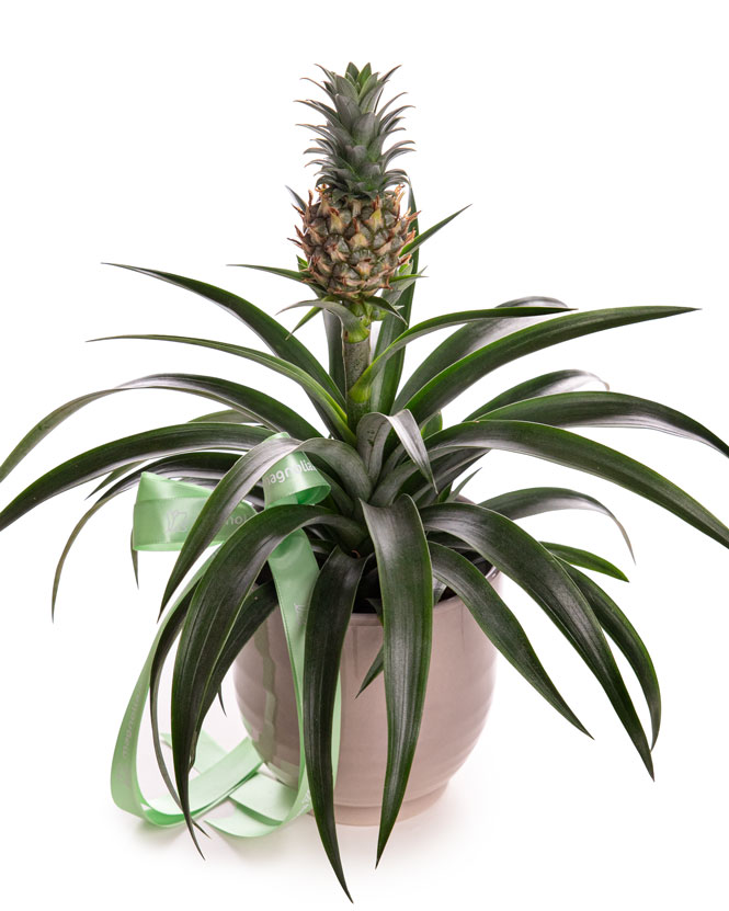 Decorative pineapple in ceramic pot