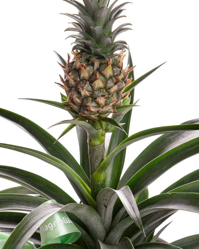 Decorative pineapple in ceramic pot