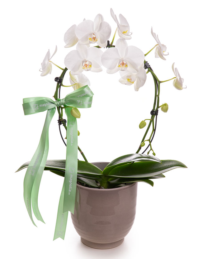 Orhidee Phalaenopsis Mirror Mirracle