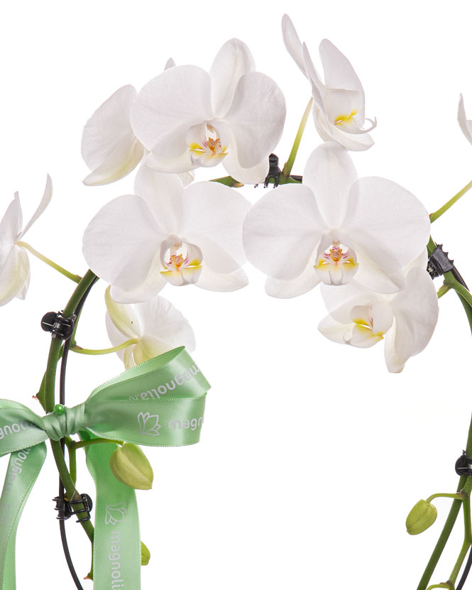 Orhidee Phalaenopsis Mirror Mirracle