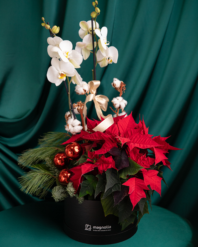 Arrangement with euphorbia and phalaenopsis