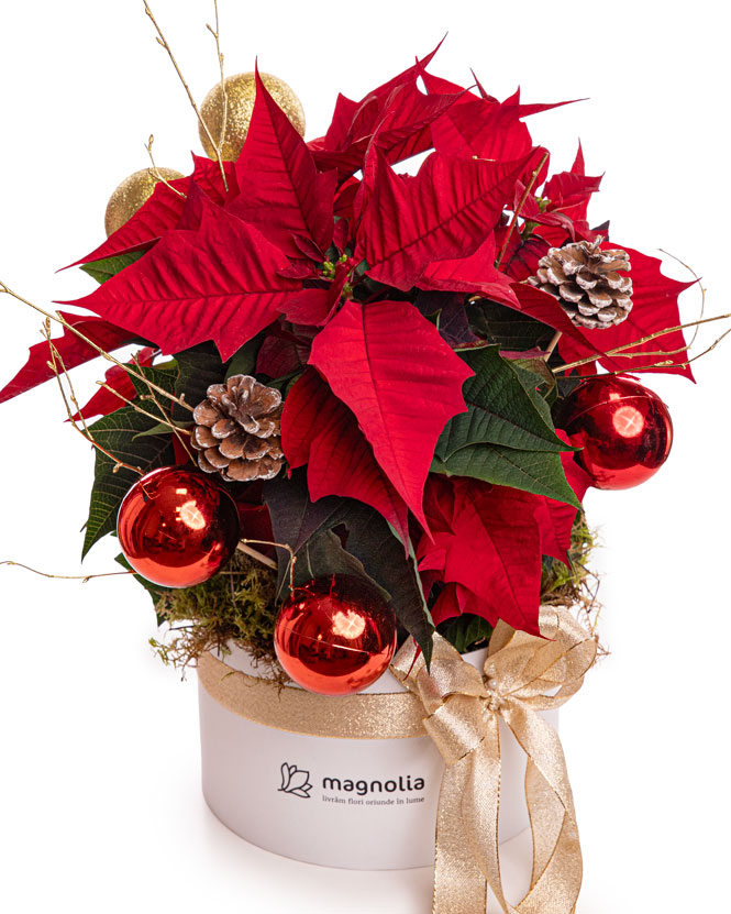 Festive arrangement with Poinsettia