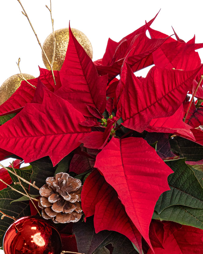 Festive arrangement with Poinsettia