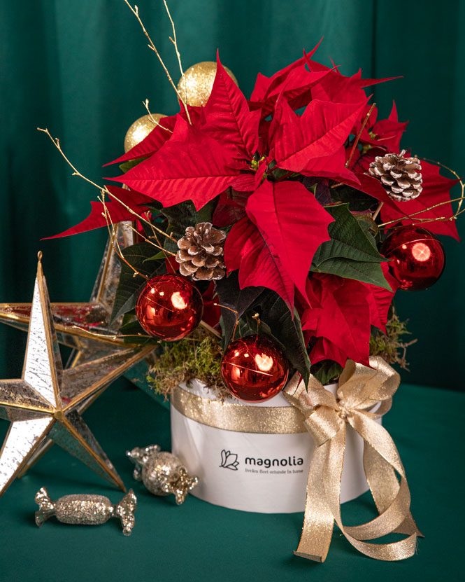 Festive arrangement with Poinsettia