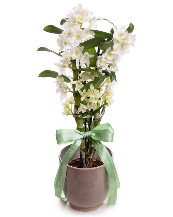 Dendrobium Orchid in ceramic pot