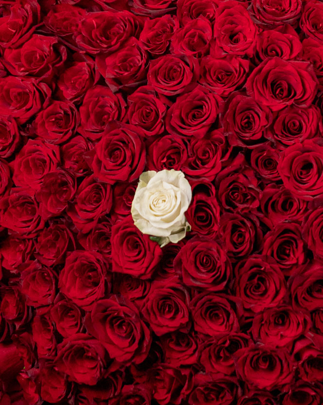 Bouquet of 200 red roses and one white rose