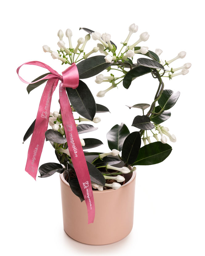 Madagascar Jasmine (Stephanotis) in a ceramic pot